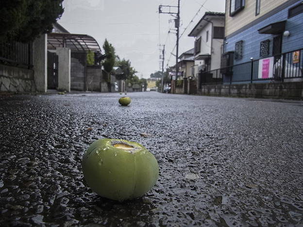 ネコ目線で見たマタタビの実